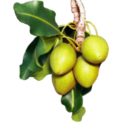 Beurre de Karité Bio - Butyrospermum parkii shea butter