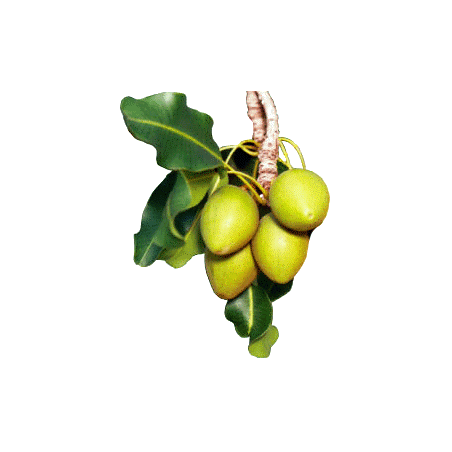 Beurre de Karité Bio - Butyrospermum parkii shea butter