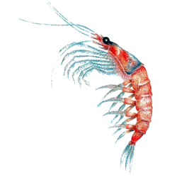 Huile de Krill en capsules (Euphausia superba)