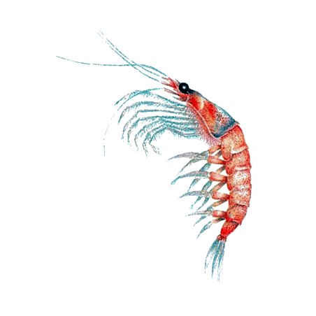 Huile de Krill en capsules (Euphausia superba)