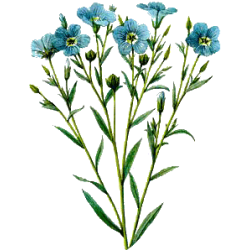 Huile de LIN vierge en capsules (Linum usitatissimum)