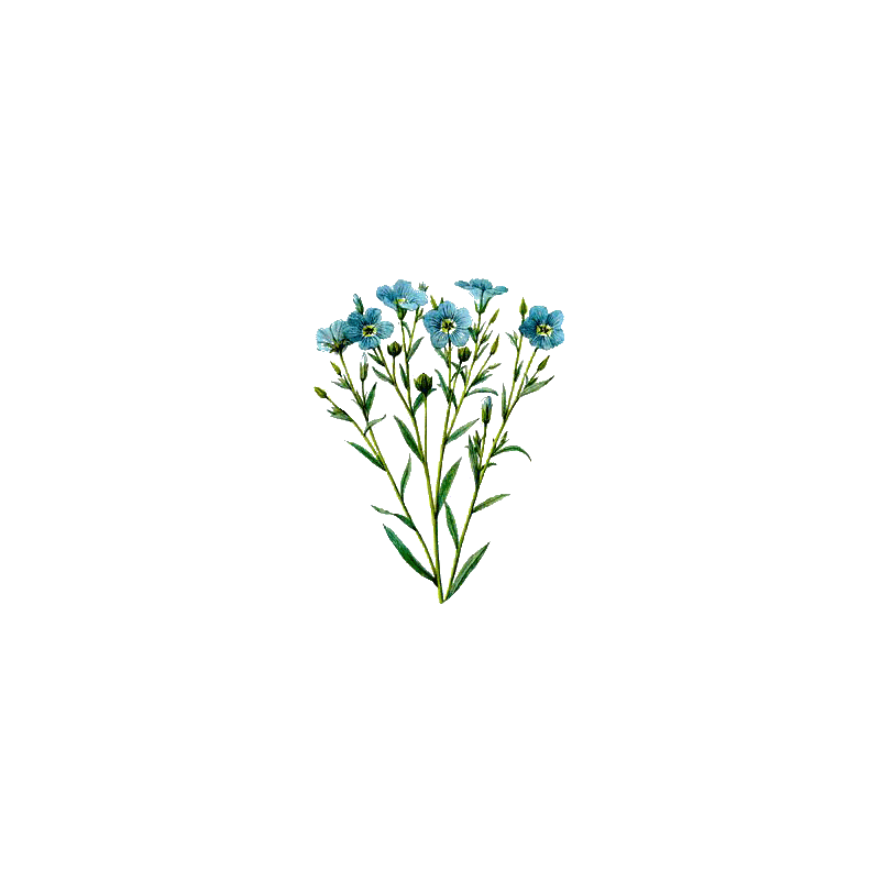 Huile de LIN vierge en capsules (Linum usitatissimum)