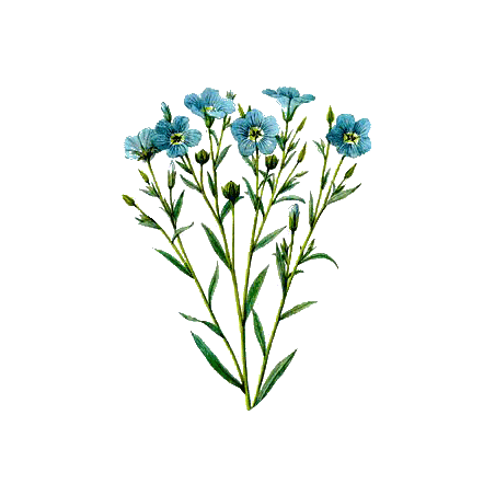 Huile de LIN vierge en capsules (Linum usitatissimum)