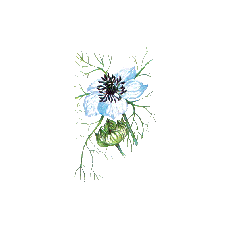 Huile de Nigelle ou Cumin noir en capsules (Immunité)
