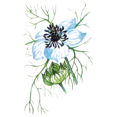 Huile de Nigelle ou Cumin noir en capsules (Immunité)