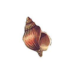 Cartipro+ marin mélange de plantes articulations