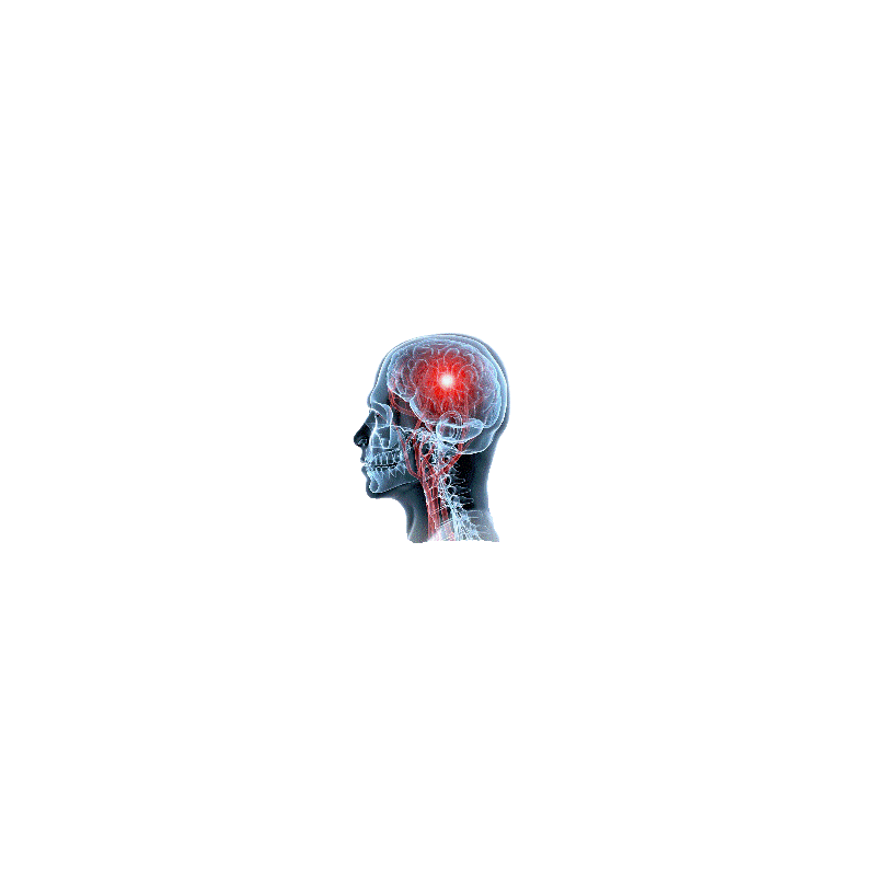 Cerveau & Système nerveux mélange en poudre Régénération