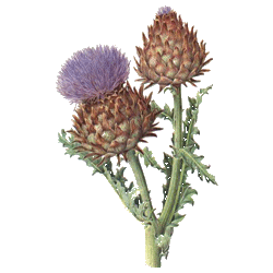 Diachol mélange de plantes en gélules Régénère (Glycémie & Cholestérol)
