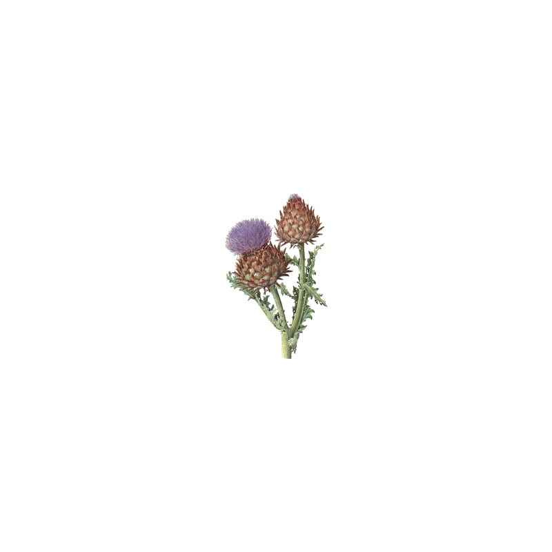 Diachol mélange de plantes en gélules Régénère (Glycémie & Cholestérol)