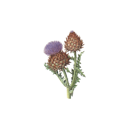 Diachol mélange de plantes en gélules Régénère (Glycémie & Cholestérol)