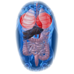 Diachol mélange en poudre Régénération