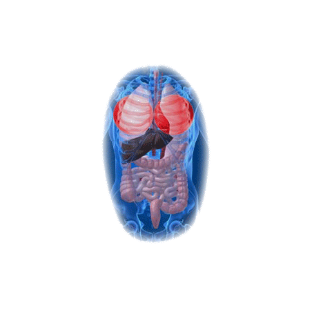 Diachol mélange en poudre Régénération