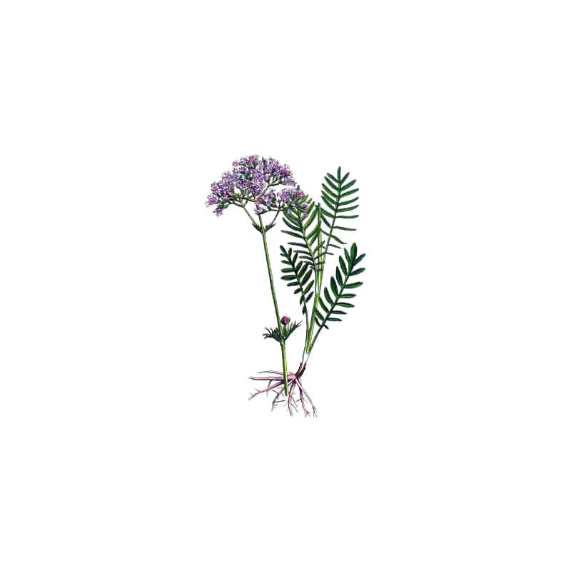 Mélange de plantes médicinales Emoticum (Nerfs)