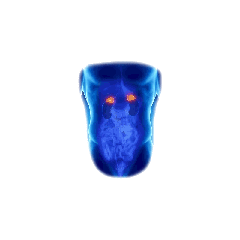 Glandes Surrénales mélange en poudre Régénération