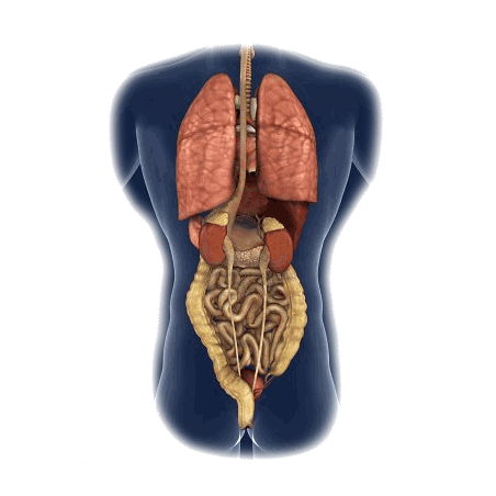 Intestins-Estomac mélange en poudre Régénération