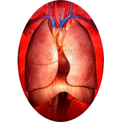 Mélange de plantes médicinales Pulmo (Bronches et Poumons)