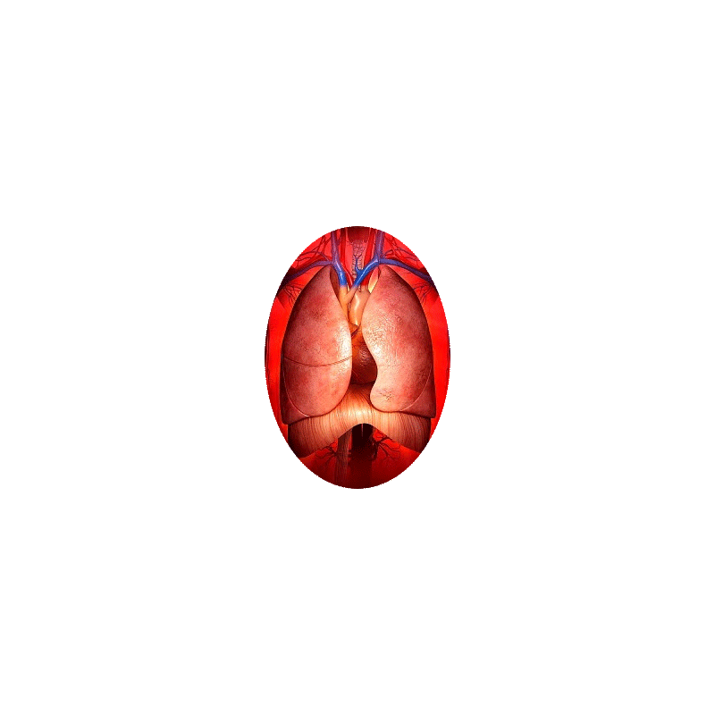 Mélange de plantes médicinales Pulmo (Bronches et Poumons)