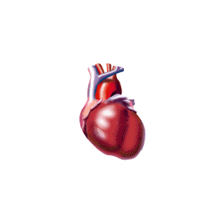 Tensio+ mélange d'Algues et huile de Poissons pour le Coeur