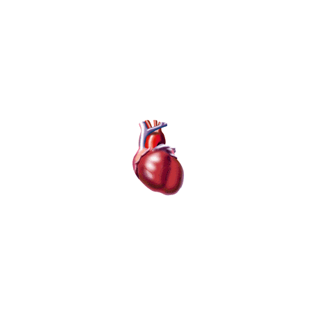 Tensio+ mélange d'Algues et huile de Poissons pour le Coeur