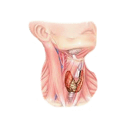 Thyrovie mélange en poudre Régénération