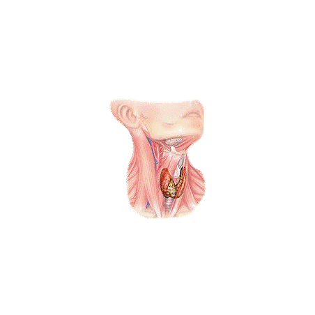 Thyrovie mélange en poudre Régénération