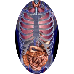 Mélange de plantes médicinales Transito+ (Estomac - Digestion)