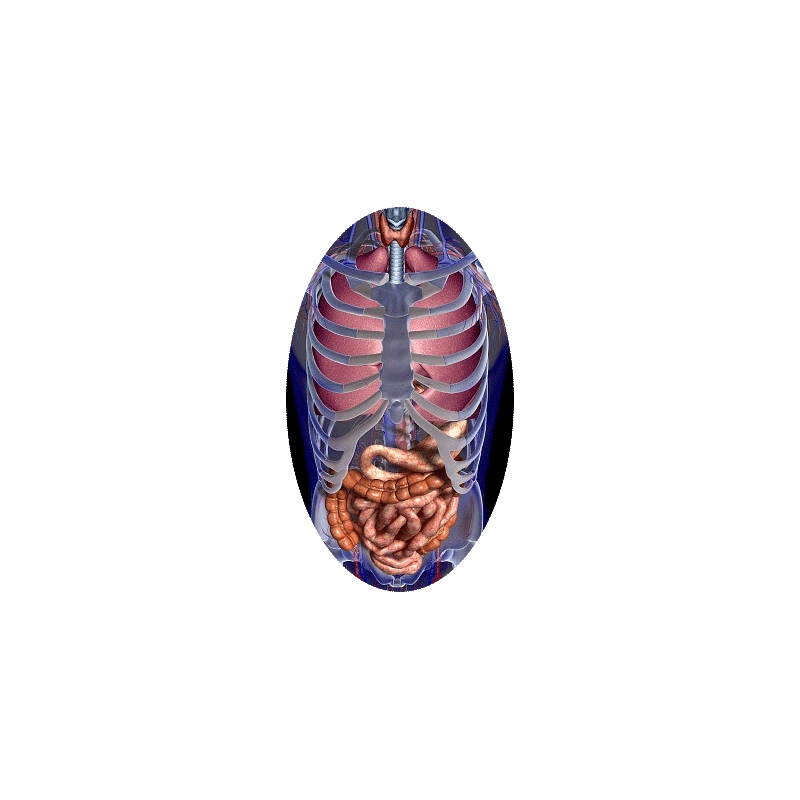 Mélange de plantes médicinales Transito+ (Estomac - Digestion)