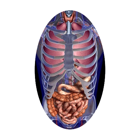 Mélange de plantes médicinales Transito+ (Estomac - Digestion)