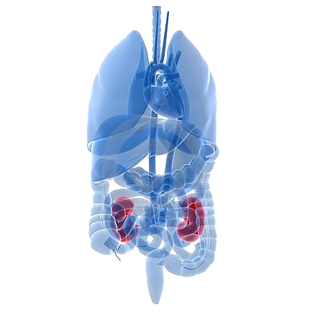 U-Reno+ (voies urinaires) mélange en poudre Régénération
