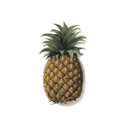 Ananas tige en gélules Pullulan, minceur et régime