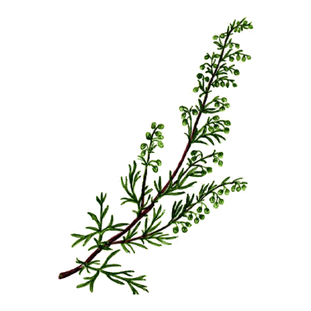 Armoise Bio en gélules (Artémisia vulgaris)