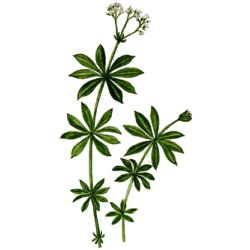 Aspérule en gélules Pullulan (Galium odoratum)