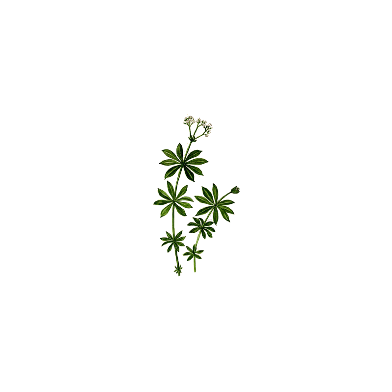 Aspérule en gélules Pullulan (Galium odoratum)