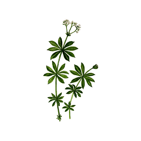 Aspérule en gélules Pullulan (Galium odoratum)