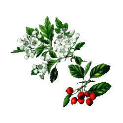 Aubépine Bio en gélules (Crataegus laevigata)