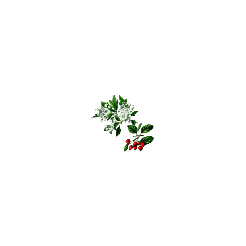 Aubépine Bio en gélules (Crataegus laevigata)