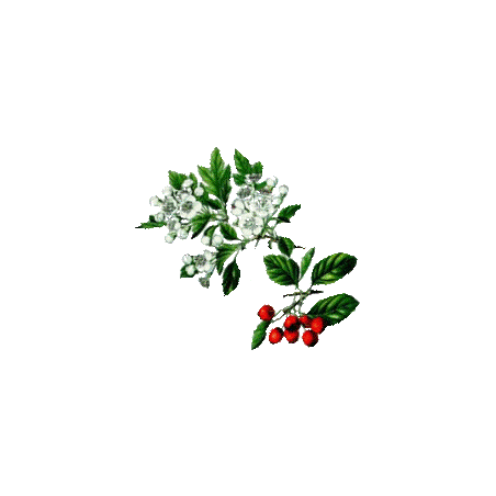 Aubépine Bio en gélules (Crataegus laevigata)