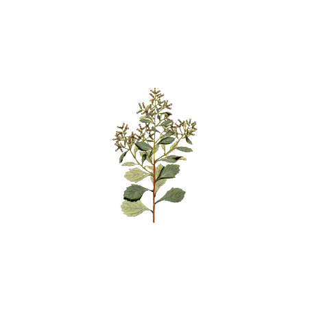 Baccharis en gélules