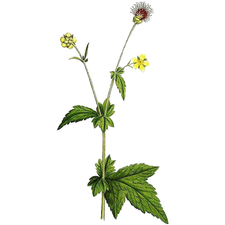 Benoite racine en gélules