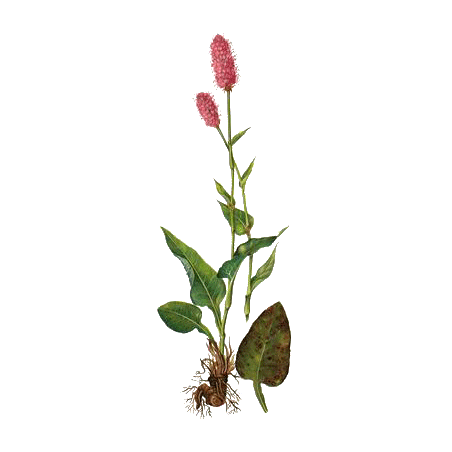 Bistorte racine en gélules