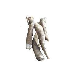 Bois Bandé en gélules, aphrodisiaque naturel