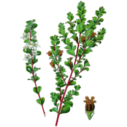 Buchu feuille en gélules