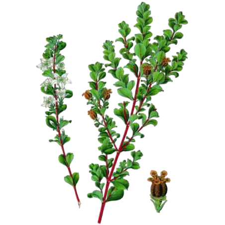 Buchu feuille en gélules