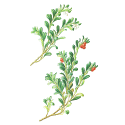 Busserole feuille en gélules (Arctostaphylos uva-ursi)