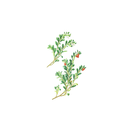 Busserole feuille en gélules (Arctostaphylos uva-ursi)