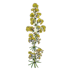 Caille Lait plante en gélules