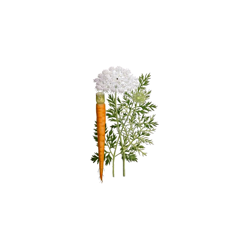 Carotte Bio racine en gélules (Daucus carotta)