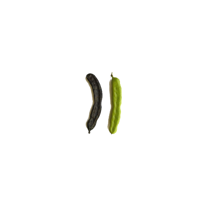 Caroube (Ceratonia siliqua) en gélules