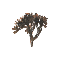Carragaheen algue en gélules (Chondrus crispus)