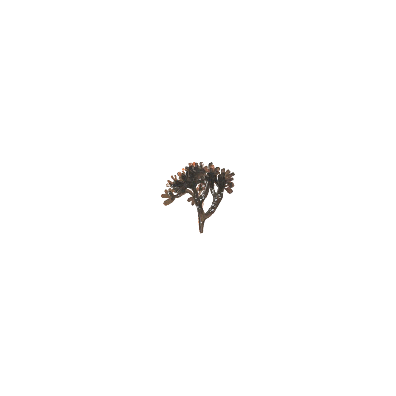 Carragaheen algue en gélules (Chondrus crispus)